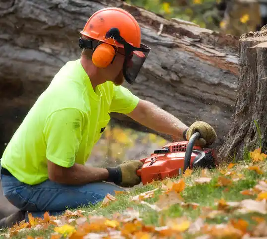 tree services Sun